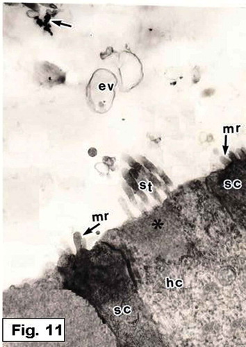 Figure 11. Hypophthalmichthys molitrix, 7 days after hatching. TEM micrograph of the saccular sensory epithelium, showing an accumulation of various kinds of secretory materials over the saccular sensory epithelium; empty vesicles (ev), electron dense granules (arrows). Note the stereocilia (st) of a hair bundle projecting from the cuticular plate (asterisk) of the hair cell (hc). The supporting cells (sc) provided with microridges (mr) on their apical surfaces. 8500×.