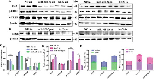 Figure 7. Effect of let-7e and miR-328-5p on the related signal pathways. (A) Western blot evaluation results of PKA and p-CREB protein expression following transfection with let-7e and miR-328-5p mimics or inhibitors, respectively. (B) Western blot evaluation results of nNOS protein expression following transfection with let-7e and miR-328-5p mimics or inhibitors, respectively. (C, D) Quantification of the western blot results for (A) and (B), which were shown as mean ± S.E.M. and the data were representative of at least three independent assays. (E) NO production of the primary pituitary cells after being transfected with let-7e and miR-328-5p mimics or inhibitors, respectively. * p < 0.05; ** p < 0.01