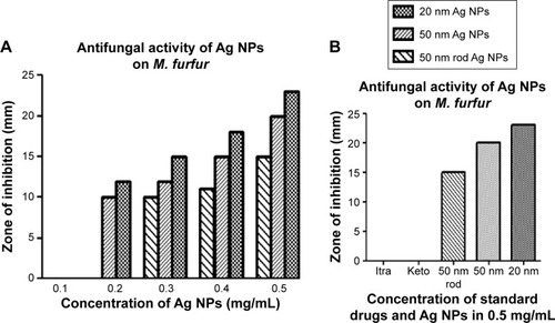 Figure 2 Comparison of different antifungal agents and correlation of their concentration with biocidal efficiency.Notes: (A) Represents the concentration dependent antifungal activity of Ag NPs on M. furfur. (B) Represents the comparative antifungal activity of Ag NPs with standard drugs.Abbreviations: NPs, nanoparticles; M. furfur, Malassezia furfur.