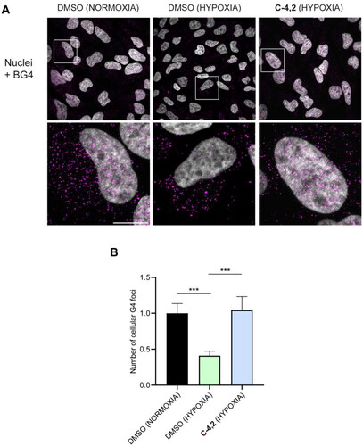 Figure 7. (A) Representative fields showing G4 foci formation detected by immunofluorescence in HeLa cells pre-treated with 50 μM cobalt (II) chloride hexahydrate for 60 h to induce hypoxia and then exposed to 1 µM C-4,2 or vehicle (0.1% DMSO) for the following 12 h, still in the presence of CoCl2. DMSO-treated normoxic HeLa cells are also shown. Scale bar: 10 µm. Upper panels: the merged channels of BG4-stained GQ structures (magenta) and Hoechst-counterstained nuclei (grey) are reported. Lower panels: enlargements from the pictures in the upper panels. (B) Quantification of the cellular BG4 foci in DMSO-treated normoxic HeLa cells, DMSO-treated hypoxic HeLa cells, and C-4,2-treated hypoxic HeLa cells. An average of 50 cells were screened for each condition. The number of GQ foci has been normalised to the mean of the corresponding control sample (DMSO). Histograms show the mean ± SD of three independent experiments. The statistical significance was calculated using a one-way ANOVA test on GraphPad Prism 8.0.2 (**: p < 0.01, ****: p < 0.0001).