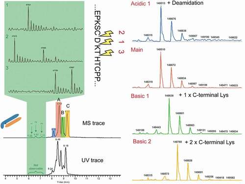 Figure 3. Simultaneous identifications of charge variants and low molecular impurities in infliximab