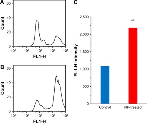 Figure 8 Mean ROS formation in the lymphocyte cell in the absence (A) and presence of IC50 concentration of NGOs (B). The quantitative analysis was plotted to show the ROS result based on the FL1-H intensity (C).Note: **P<0.01 compared with the negative control sample.Abbreviations: NGO, nano graphene oxide; NP, nanoparticle.