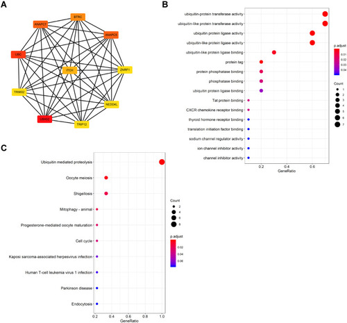 Figure 5 Hub gene analysis of PPI network (A) The top ten genes calculated by the MCC algorithm, the darker the color, the higher the ranking. (B) GO enrichment results of hub genes. (C) KEGG analysis result of Hub genes.