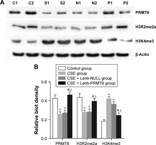 Figure 3 Protein expression in mouse lung tissue.Notes: Expression of PRMT6, H3R2me2a, and H3K4me3 (A). Lanes C1 and 2: control group; lanes S1 and 2: CSE group; lanes N1 and 2: CSE + Lenti-NULL group; lanes P1 and 2: CSE + Lenti-PRMT6 group. The quantitative analysis of blot density is also shown (B). *p<0.05 in comparison to the control group; #p<0.05 in comparison to the CSE group; Δp<0.05 in comparison to the CSE + Lenti-NULL group.Abbreviations: CSE, cigarette smoke extract; PRMT6, protein arginine methyltransferase 6.