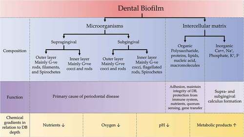 Figure 3. Components of dental biofilm with their functions and relation of chemical gradients to the depth of dental biofilm. DB: dental biofilm, G+ve: Gram-positive, G-ve; Gram-negative.