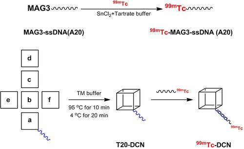 Scheme 1 Schematic display of the assembly and radiolabeling process of 99mTc-DCN.