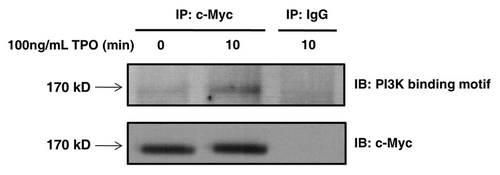 Figure 6 Tensin2 is phosphorylated at its PI3K consensus binding motif in a TPO-dependent fashion. BaF3/c-Mpl/c-Myc-tagged Tensin2 cells were starved of serum and then stimulated with 100 ng/mL of TPO for various time points. Cells were then lysed and immune-purified with anti-c-Myc antibody or mouse IgG as control. Immune precipitates were analyzed by western blotting.
