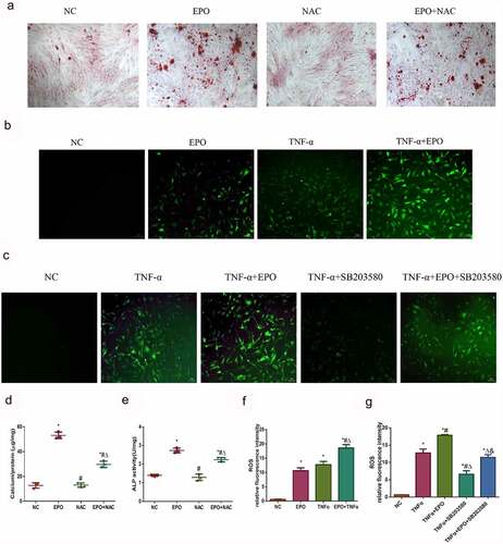 Figure 6. ROS was involved in calcification induced by EPO and TNF-α. A. Alizarin red staining (magnification ×200). VSMCs were cultured with EPO (250 U/mL) for 14 days with or without pretreatment of NAC (150 μmol/L). B–C. Typical immunofluorescence images of ROS in VSMCs (magnification ×200). Cells were treated with single 250 U/mL EPO or combined with 20 ng/mL TNF-α and with or without pretreatment of p38 inhibitor SB203580 (10 μmol/L) for 8 d. Determination of intracellular ROS levels employed fluorescent probe DCFH-DA. D. Determination of calcium content. E. ALP activity detection. * p<0.05 vs. NC group, # p<0.05 vs. EPO group, Δ p<0.05 vs. NAC group. F-G. ROS relative fluorescence intensity. The results are expressed as mean ± SD; n=3. * p<0.05 vs. NC group, # p<0.05 vs. EPO group, Δ p<0.05 vs. TNF-α group.