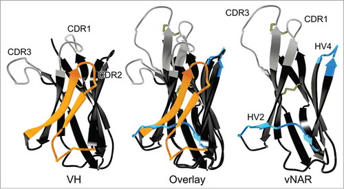 Figure 2. Comparison of VH (left; from pdb entry 1IGT) and vNAR (right, from pdb entry 2COQ) binding domains depicted as ribbon representation as well as an overlay of both structures (middle).Citation31,Citation95 CDR1 and CDR3 are shown in gray. Two β strands and CDR2 of the VH domain are highlighted in orange. These structural elements are absent in the vNAR domain which possesses HV2 and HV4 (both highlighted in blue), instead. Disulfide bonds are shown as yellow sticks. Picture rendered with POV-Ray (www.povray.org/).