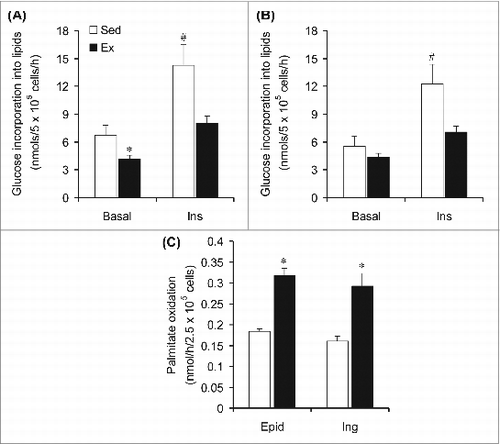 Figure 5. Chronic endurance training reduces lipogenesis and increases fatty acid oxidation in epididymal (Epid) and subcutaneous inguinal (Ing) adipocytes. The incorporation of glucose into lipids was assessed in Epid (A) and Ing (B) adipocytes extracted from sedentary (Sed) or endurance-trained (Ex) rats after incubation of the cells for 1h either in the absence (Basal) or presence of insulin (Ins, 100 nm). Palmitate oxidation (C) was measured during 1h incubation of isolated adipocytes from Sed and Ex rats. *P < 0.05 vs. Sed. #P < 0.05 vs. Sed Basal and Ex Ins. Two-way ANOVA, n = 8.
