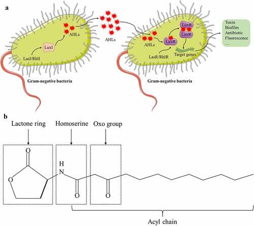 Figure 1. Quorum sensing signaling in gram-negative bacteria. (A) N-acyl-homoserine lactones (AHLs) are QSSM that communicate with each other in gram-negative bacteria. LasI/RhlI directs LuxI to synthesize AHLs, which diffuse freely outside the bacterial membrane and bind to their receptor LuxR when AHLs accumulate to a threshold concentration. The LuxR-AHLs complex activates the expression of target genes, triggering the occurrence of toxins, biofilms, antibiotics, or fluorescence. (B) Chemical structure of a typical AHL: N-3-oxododecanoyl-homoserine lactone (3-oxo-C12-HSL).