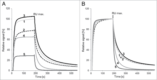 Figure 7. SPR analysis of FcRn/IgG interaction. (A) Binding level (on-rate). (B) Off-rates (normalized RU max. values). Samples: (1) mAb1, (2) mAb1_Ox, (3) mAb1_Ox_main peak, (4) mAb1_Ox_prepeak I, (5) mAb1_Ox_prepeak II. Evaluation of SPR-data was performed by comparison of the biological response signal height at 180 s after injection. All signals were normalized to mAb1 (100%).