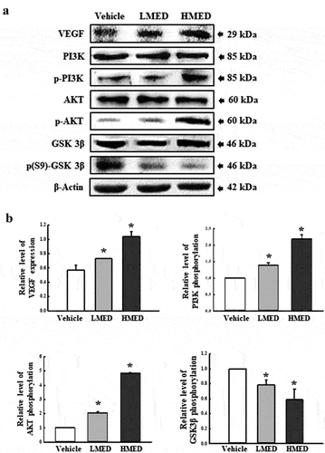 Figure 7. Expression of PI3K/Akt signaling pathway members in MED-treated NHDF cells. Expression levels of seven proteins were determined using an imaging densitometer. The level of each protein is presented relative to the intensity of actin. Two to three dishes per group were used to prepare cell homogenates, and western blot analysis was performed in duplicate for each sample. Data are reported as the mean ± SD. *, p < 0.05 relative to the Vehicle-treated group. Abbreviations: LMED, Low concentration of MED, HMED, High concentration of MED.