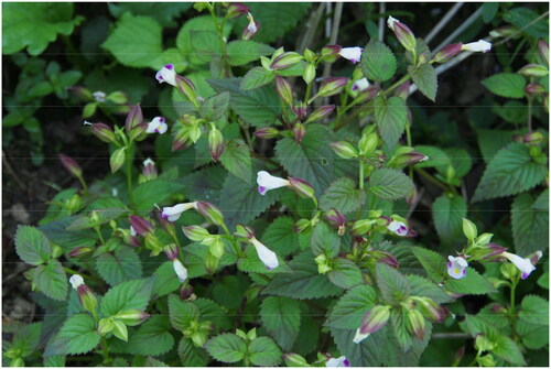 Figure 1. Photograph of Torenia violacea (the photograph was taken by prof. Xiaoyan Xiang in Mt. Huangshan, China). The foliage of T. violacea exhibits ovate or narrowly ovate shapes, characterized by villous, shallowly serrate margin, acuminate apex. The flowers are in terminal fascicles or solitary in leaf axils, rarely in racemes. Furthermore, the calyx of T. violacea displays purple-red and the corollas pale yellow or white.