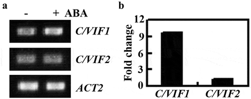 Figure 1. Expression of C/VIF1 in response to ABA treatment. (a) Expression of C/VIF1 was induced by ABA. Seven-day-old Col seedlings were treated with 50 µM ABA or mock-treated with solvent methanol for 4 h. Total RNA was isolated, cDNA was synthesized and used as a template for RT-PCR. The expression of ACT2 was used as a control. (b) Fold changes of C/VIF1 in response to ABA. Expression level of C/VIF1 was examined by qRT-PCR. The expression of ACT2 was used as an inner control. The fold change was calculated by comparing the expression levels of C/VIF1 in ABA treated and mock-treated seedlings. Data represent the mean ± SD of three replicates.