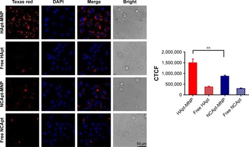 Figure 3 Confocal fluorescence microscopy images of SKBR3 cells incubated with Texas red-labeled free or MNP-encapsulated HApt or NCApt.Notes: SKBR3 cells were incubated with free or MNP-encapsulated HApt or NCApt (125 nmol/L HApt or NCApt) for 8 h and then incubated in fresh complete media for 16 h. Confocal fluorescence microscopy images from three independent experiments (n=3) are shown. Fluorescently labeled aptamers are shown in red; nuclei are stained with 4, 6-diamidino-2-phenylindole (blue). All scale bars are 50 μm. CTCF was measured using ImageJ in 10 fields of view for each condition. **P<0.01 is considered statistically significant.Abbreviations: CTCF, corrected total cell fluorescence; HApt, human epidermal growth factor receptor 2 aptamer; MNPs, micelle-like nanoparticles; NCApt, negative control aptamer.