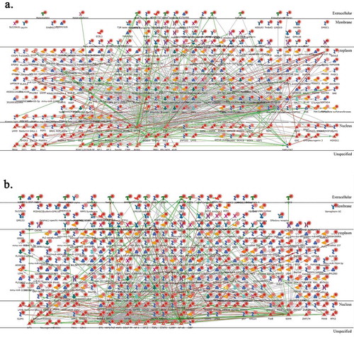 Figure 13. Pathway analysis. Metacore ‘Direct interactions’ networks for TE vs. E comparison (a) and TiE vs. E comparison (b)