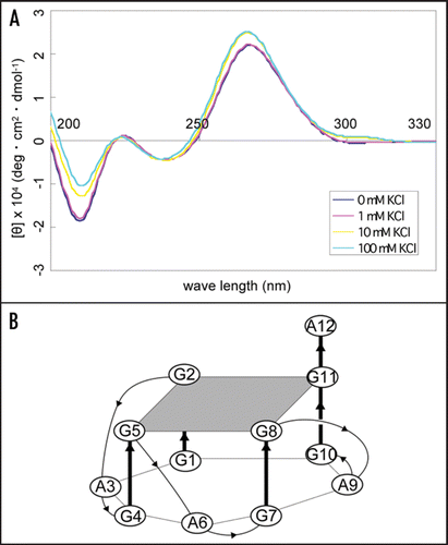 Figure 3 CD spectra of apt #1 and r(GGA)4-15 in the presence of KCl. CD spectra were measured at 20°C in titration with KCl (0, 1, 10, 100 mM). (A) CD spectra of 10 µM apt #1. (B) The structure of d(GGA)4.Citation24