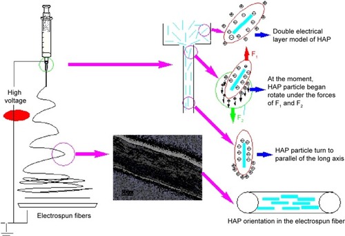 Figure 5 Schematic illustration of the proposed mechanism for the HAP particles oriented along the long axes of the collagen fiber.Abbreviation: HAP, hydroxyapatite.