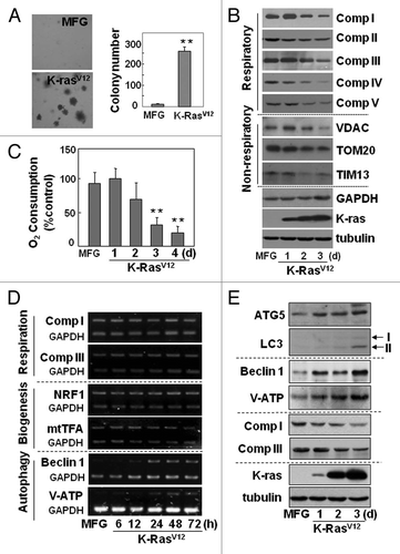 Figure 1 Mitochondrial respiration was progressively impaired without changes in biogenesis, but with induction of autophagy-related proteins during oncogenic K-Ras-induced transformation. Rat2 cells were infected with retrovirus harboring K-RasV12 for the indicated periods. (A) soft-agar assay was performed as described in ‘Materials and Methods’. Representative images are shown (left part) and colonies greater than 50 µm in diameter were counted (right part). (B) cellular maximum respiration rates were determined as a KCN-sensitive DNP-uncoupled O2 consumption rate and expressed as percent of control. (C) expression levels of the respiratory and nonrespiratory mitochondrial proteins were analyzed by protein gel blot analysis. (D) mRNA levels with RT-PCR. (E) expression levels of autophagy-related proteins with protein gel blot analysis. *p < 0.05; **p < 0.01 vs. MFG control by student's t-test.
