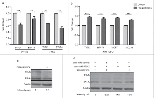 Figure 1. Progesterone receptor is down-regulated in breast cancer cell lines in response to progesterone. (a) Transcript levels of PR were measured using real-time PCR in T47D and BT474 cells treated with 10 nM progesterone for 6 h. Graph has been plotted as fold change expression of PR normalized to GAPDH in progesterone-treated versus control. Analysis is representative of three independent experiments and P-value was calculated using student's unpaired t-test. (b) Transcript levels of miR-129-2 under similar progesterone treatment conditions were measured by real-time PCR and plotted as fold change in progesterone versus control of T47D, BT474, MCF7 and MDA-MB-231 cells obtained after normalization to expression of U6 small RNA. Transcript levels in both control and progesterone-treated cells have been shown. Analysis is representative of three independent experiments and P-value was calculated using student's unpaired t-test. ** indicates P-value <0.001; *** indicates P-value <0.0001. (c) Western blot analysis of PR (PR-A and PR-B) in response to progesterone treatment in T47D cells. β-actin was used internal protein loading control. Numbers on blot indicate ratio of intensity of PR with respect to β-actin for each lane. Western blot analysis is representative of two independent experiments. (d) Western blot analysis of PR (PR-A and PR-B) in T47D cells treated with either anti-miR-control or anti-miR-129-2. As indicated in the panel, cells were either treated with progesterone or untreated. β-actin was used as internal protein loading control. Numbers on blot indicate ratio of intensity of PR with respect to β-actin for each lane. Western blot analysis is representative of two independent experiments.