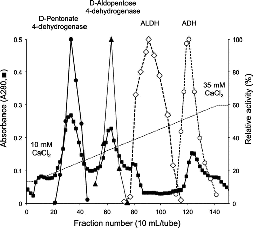 Fig. 3. CM-Toyopearl chromatography of D-pentonate 4-dehydrogenase.