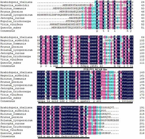 Figure 2. Comparison of the predicted protein sequence of BrcSPL8 with other SPL8 proteins