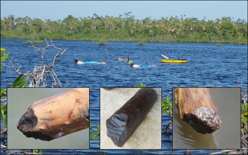 Figure 5. Wooden posts with sharpened ends from pole-and-thatch buildings at the Paynes Creek Salt Works, with snorkeling archaeologists in the background. Photo by Heather McKillop.