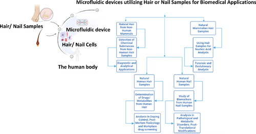 Figure 6. Microfluidic hair and nail-on-a-chip devices as noninvasive and reliable alternatives to conventional sampling in a variety of diagnostic applications.