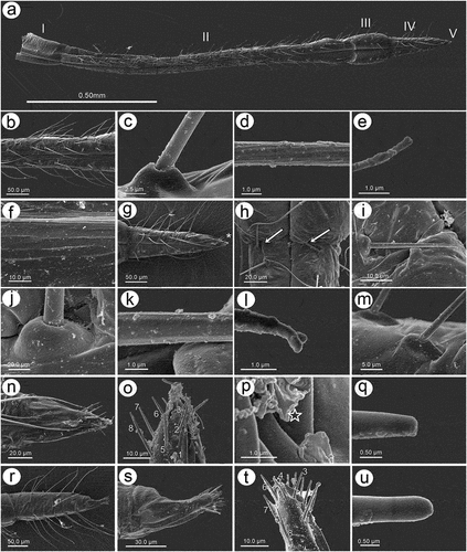 Figure 16. SEM of mouthparts characters and sensilla of alate viviparous female of S. yushanensis: (a) labium (rostrum) general view showing all five rostral segments, (b) trichoid sensilla on RII, (c) ultrastructure of socket and basal part of trichoid sensillum, (d) ultrastructure of middle part of trichoid sensillum, (e) ultrastructure of apical part of trichoid sensillum, (f) cuticle of the labial segment, (g) ventral side of ultimate rostral segments (URS) with numerous long trichoid sensilla and basiconic sensilla (asterisk), (h) proximal part of RIV with one pair of type II basiconic sensilla (arrows), (i) structure of type II basiconic sensillum, (j) ultrastructure of the socket of type II basiconic sensillum, (k) ultrastructure of the middle part of type II basiconic sensillum, (l) ultrastructure of the apical part of type II basiconic sensillum, (m) ultrastructure of sockets of trichoid sensilla, (n) RV with type III basiconis sensilla on the very apex, (o) dorso-lateral side of the apical part of RV with 7 visible pairs of basiconic sensilla, (p) ultrastructure of the basal part of type III basiconic sensillum with molting pore (star), (q) ultrastructure of apical part of basiconic sensillum with flat apex, (r) dorsal side of URS with numerous long trichoid sensilla and basiconic sensilla (asterisk), (s) lateral side of RV with type III basiconis sensilla on the very apex, (t), lateral side of the apical part of RV with 8 pairs of basiconic sensilla (u), ultrastructure of apical part of basiconic sensillum with rounded apex.