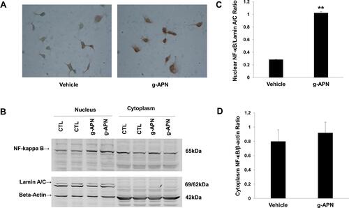 Figure 3 G-APN enhanced NF-kappa B nuclear translocation of in Raw 246.7 cells. A, the representative figures indicated the expression of NF-kappa B P65 in the Raw 246.7 treated by 5 μg/mL g-APN for 30 min. B, Western blot results show NF-kappa B in nuclear (Lamin A/C, Nuclear Mark as internal control) and cytoplasm (beta-actin as internal control in cytoplasm) in Raw 246.7 cells treated with g-APN. C, group analysis of the NF-kappa B expression in the nucleus. D, group analysis of the NF-kappa B expression in the cytoplasm. **Compared to vehicle, P<0.01, each group n=6.