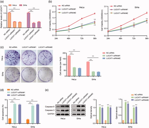 Figure 3. LUCAT1 affected the proliferation and apoptosis of HeLa and SiHa cells. (a) The relative expression levels of LUCAT1 in HeLa and SiHa cells after transfection of LUCAT1 siRNAs (LUCAT1-siRNA#1 and LUCAT1-siRNA#2) or negative control (NC) siRNAs. (b) The growth curves of HeLa and SiHa cells after transfection of LUCAT1 siRNAs or NC siRNAs. (c) Transfection of LUCAT1 siRNAs reduced the colony formation abilities of HeLa and SiHa cells. (d) Silence of LUCAT1 accelerated the cell apoptosis. (e) Western blot assays detected the protein levels of caspase-3 and caspase-9. *p < .05, **p < .01.