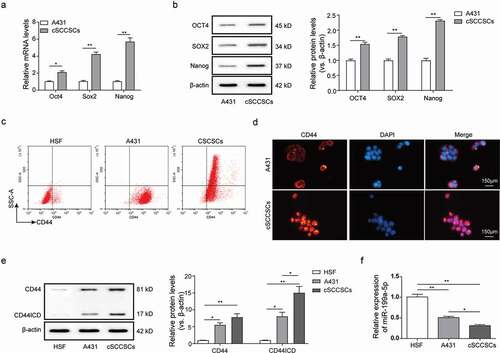 Figure 1. MiR-199a-5p was under-expressed in CD44+ cSCCSCs. (a) QPCR analysis and (b) western blot analysis for the relative expression of stemness marker genes Oct4, Sox2 and Nanog in A431 cells and the cSCCSCs isolated from A431 using a spheroid formation assay. (c) Flow cytometry analysis for the positive rates of CD44 expression in A431 cells and cSCCSCs compared with a normal human skin fibroblast HSF. (d) The cellular distribution of CD44 in A431 cells and cSCCSCs was analyzed by immunofluorescence (scale bar = 150μm). (e) Western blot analysis for the protein expression of CD44 and CD44ICD in HSF, A431 cells and cSCCSCs. (f) QPCR analysis for the differential expression of miR-199a-5p in HSF, A431 cells and cSCCSCs. * p < 0.05, ** p < 0.01, *** p < 0.001.