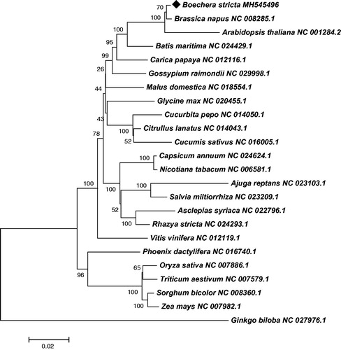 Figure 1. The Neighbor-Joining phylogenetic tree of 24 plant mt genomes based on 23 conserved mitochondrial genes. Bootstrap values are listed for each node. Accession numbers for tree construction are listed right to their scientific names.