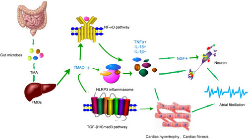 Figure 2 The underlying mechanism of AF caused by TMAO. Created by ScienceSlides Software and Microsoft Office PowerPoint Software. Elevated plasma TMAO levels can promote AF in different ways. Firstly, activating NLRP3 inflammatory bodies and the NF-κ B pathway leads to the release of inflammatory factors and further promotes NGF expression. Both inflammatory factors and NGF can stimulate atrial plexus and induce AF. On the other hand, TMAO can activate the TGF-β1/Smad3 signaling pathway, and the activated inflammatory factors further promote myocardial fibrosis and induce arrhythmia.