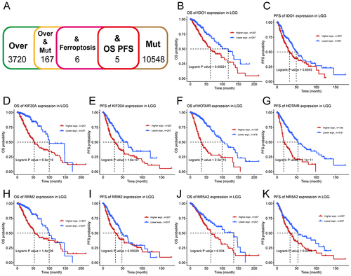 Figure 3 Identification of tumor antigens associated with the prognosis of LGG. (A). Screening process for LGG tumor-associated genes. (B-K). Kaplan-Meier survival curve analysis for IDO1 (B and C), KIF20A (D and E), HOTAIR (F and G), RRM2 (H and I), and NR5A2 (J and K) in LGG patients.