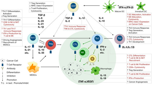 Figure 2 Varied roles of cytokines involved in anticancer immunity. Different cytokines determine naïve CD4+ T cell fate to Tregs, Th17, Th1 or Th2, and further regulate anticancer immunity. IL-12, IL-18, IL-1, IL-10 and IL-11 secreted by dendritic cells (DCs) drive Th1 or Th2 cell differentiation. TGF-β, IL-11, IL-6, and IL-21 are important signals for Treg and Th17 cell differentiation. IFN-γ, IL-2, IL-15, and IL-7 secreted by Th1 cells enhance the anticancer effects of cytotoxic T lymphocytes, NK cells, B cells, and macrophages, which can be suppressed by IL-4, IL-13, and IL-10 secreted by Th2 and Treg cells. IL-17 secreted by Th17 cells play a role in the induction of cancer-promoting anticancer inflammation by MDSCs. VEGF and TNF-α promote cancer progression by facilitating angiogenesis. Cytokines functions are shown in text boxes; those that promote anticancer immunity are in red while those that inhibit anticancer immunity are in black.