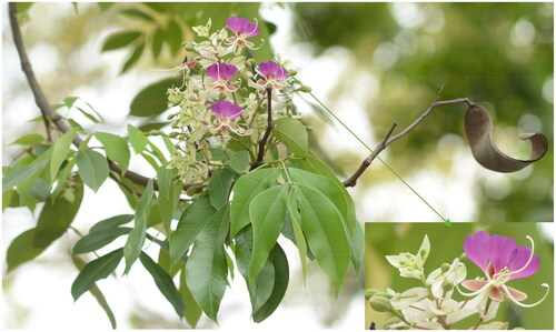 Figure 1. Plant image of Lysidice brevicalyx. The image showing flowers are actinomorphic, with purple flag and wing petals, an evenly pinnate leaf, flattened, twisted pods. This photo was taken by youpai zeng.