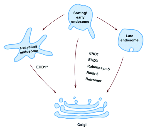 Figure 1. Retrograde transport and EHD proteins. Retrograde transport of endocytic membranes occurs from early endosomes, late endosomes and/or recycling endosomes to the TGN. EHD1 and EHD3 interact with the retromer complex and regulate retromer-mediated membrane transport. For simplicity, only EHD proteins and their interaction partners are shown.