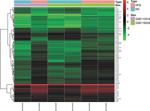 Figure 3. Heatmap of 74 DE lncRNAs screened using the limma package in R. Red areas represent upregulated genes and green areas represent downregulated genes in BAT from mice fed an HFD compared with mice fed an ND. DE lncRNA: differentially expressed lncRNA; HFD: high-fat diet; ND: normal diet; BAT: brown adipose tissue