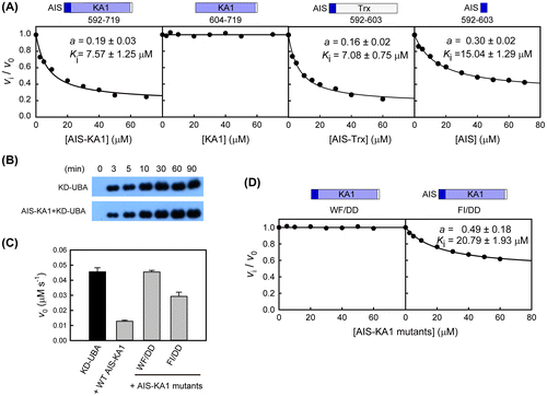 Fig. 4. The conserved AIS inhibits the kinase activity of SAD-B.