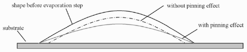 Figure 5. Pinning effect transporting liquid with the solute into the outer region of the drop.