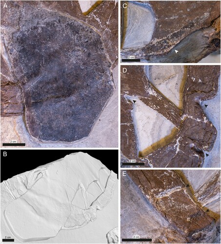 FIGURE 4. Details of the carapace of DK 807, Pan-Cheloniidae indet. A, photograph of a carbonaceous scute. B, 3D rendering of the posterior portion of the carapace. The digitally reconstructed carapace is tilted to enhance features otherwise obscured by the scute. C, potential organic traces on the anterior external surface of the carapace (arrowhead). D, inferred bite traces (arrowheads) on the left side of the bony carapace. E, putative bite marks (arrowheads) on the posterior surface of the bony carapace.