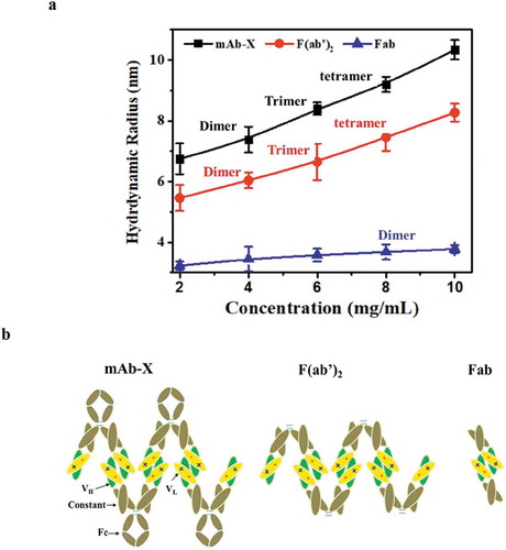 Figure 6. Proposed model of mAb-X self-interaction. (a) Hydrodynamic size as a function of concentration for full mAb-X, F(ab′)2 and Fab. Size (as a dimer, trimer, or tetramer) of the self-associated complexes was estimated by DLS data. (b) Proposed model for self-interactions.