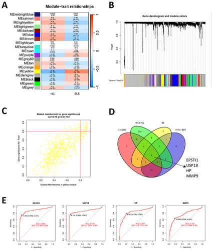 Figure 6 Selection of diagnosis marker candidates for SLE. (A) Gene modules associated with SLE. (B) Clustering of all genes in the merged dataset based on a topological overlap matrix (1-TOM), yielding co-expression modules depicted in various colors. (C) A scatter plot highlighted the yellow module’s robust positive correlation with SLE in the merged dataset. (D) A Venn diagram showcased four diagnostic biomarkers shared among LASSO, SVM-RFE, RF, and WGCNA. (E) ROC curves were employed to assess the diagnostic relevance of hub genes in SLE.