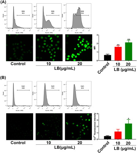 Figure 5. LB induced ROS aggregation and calcium overload in CNE2 cells. (A & B) Cells were treated with LB (10 and 20 μg/mL) for 24 h. The fluorescence intensity measured by flow cytometry and fluorescence microscopy reflected the ROS levels or Ca2+ content in CNE2 cells. (A) Using the fluorescent probe DCFH-DA for ROS levels determination. Scale bar = 50 μm. MFI: mean fluorescence intensity. (B) Using the fluorescent probe BBcellProbe F03 for Ca2+ content determination. Scale bar = 50 μm. (n = 3, *p < 0.05, **p < 0.01, ***p < 0.001 compared with the control group).