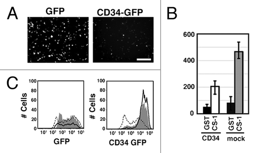 Figure 3. Inhibition of integrin-mediated cell adhesion by CD34. (A) Effect of CD34 on integrin-mediated re-attachment of α4-HEK293T cells. α4-HEK293T cells were transfected with a GFP expression vector (GFP-α4-HEK293T cells) or a CD34-GFP expression vector (CD34-GFP-α4-HEK293T cells). Cells were harvested, re-plated, and incubated in GST-CS1-coated wells, and then washed with medium. Adherent cells were evaluated by fluorescence microscopy. Scale bar: 200 µm. (B) Comparison of the number of bound cells. The average numbers of adherent cells with even weak fluorescence was calculated from three experiments. The histogram indicates the average numbers of adherent fluorescent cells on the coated surface. GFP-α4-HEK293T cells, CD34-GFP-α4-HEK293T cells, GST, and GST-CS1 are indicated as G, 34G, GST, and CS1, respectively. (C) Flow cytometric analysis of GFP in bound and unbound cells. The fluorescent intensity of GFP and CD34-GFP in cells bound (dashed line) or unbound (continuous line) to the GST-CS-1-coated substrata is shown. Cells prior to the binding assay are indicated by the shaded areas. The expression level of CD34-GFP in unbound CD34-GFP-α4-HEK293T cells in GST-CS1-coated wells was higher than that in bound cells.