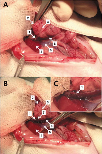 Figure 6. Preparation of arteria hepatica propria (A) and its ligation (B) in a detail (C). 1 – a. hepatica propria, 2 – duodenum, 3 – ductus choledochus, 4 – liver, 5 – v. cava caudalis, 6 – v. portae, 7 – v. pylorica.