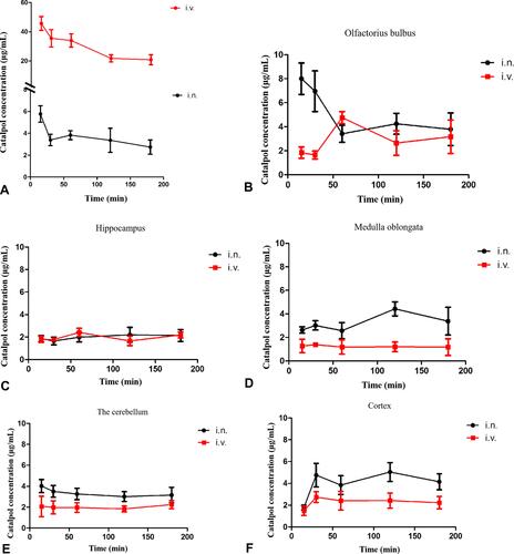 Figure 3 (A) Catalpol concentration in plasma after nasal and intravenous; (B–F) catalpol concentration in each tissue region after intranasal and intravenous (i.n. intranasal, i.v. intravenous).