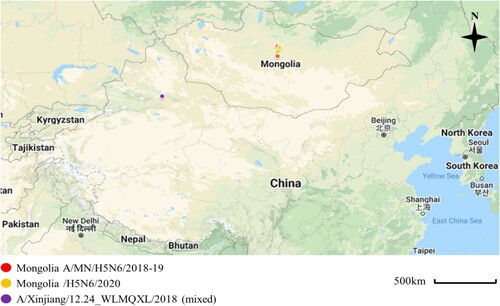 Figure 1. Sampling locations of the Mongolia A/MN/H5N6/2018-19 indicated with red circles (A/duck/Ugii lake/#66/2018/H5N6; A/duck/Khunt lake/#500/2019/H5N6), Mongolia/H5N6/2020 indicated with yellow circles (A/Whooper swan/Mongolia/24/2020/H5N6; A/Swan goose/Mongolia/02/2020/H5N6), and Xinjiang, China viruses indicated with violet circle (A/goose/Xinjiang/12.24_WLMQXL003-C/2018/H5N6-mixed). These sampling sites were close to the site where the novel H5N6/2020 isolates were collected with both sites being separated by about 90 km. Map was edited from Google Maps; March, 15, 2022 (https://www.google.com/maps/d/edit?hl=en&mid=1ZZ4NSJSmmXZo5lbR5GidJWsy422SceyE&ll=28.563846898417626%2C85.17260164694872&z=4).